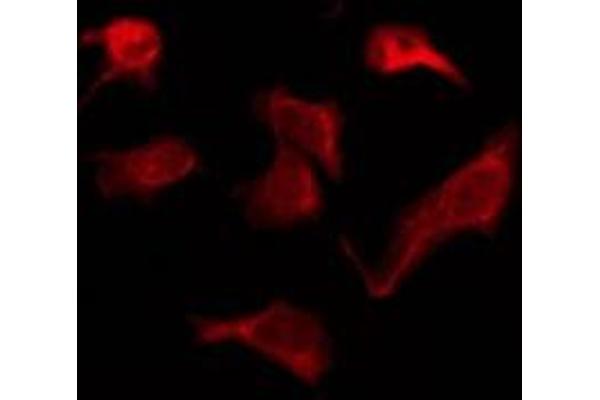 OR6Q1 antibody  (N-Term)