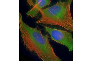 Immunofluorescent analysis of 4 % paraformaldehyde-fixed, 0. (ASS1 antibody  (AA 192-221))