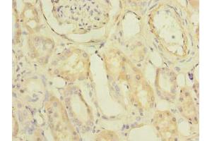 Immunohistochemistry of paraffin-embedded human kidney tissue using ABIN7163092 at dilution of 1:100