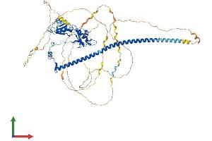 AlphaFold protein structure predicition of Mouse Recombinant Sfpq Protein, UniprotID Q8VIJ6 (SFPQ Protein (AA 1-699) (His tag))