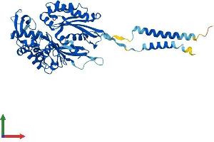 AlphaFold protein structure predicition of Mouse Recombinant Entpd2 Protein, UniprotID O55026 (ENTPD2 Protein (AA 1-495) (His tag))