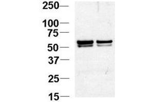 Image no. 1 for anti-Nucleosome Assembly Protein 1-Like 1 (NAP1L1) (N-Term) antibody (ABIN357232) (NAP1L1 antibody  (N-Term))