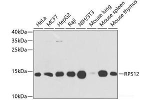 Western blot analysis of extracts of various cell lines using RPS12 Polyclonal Antibody at dilution of 1:1000. (RPS12 antibody)