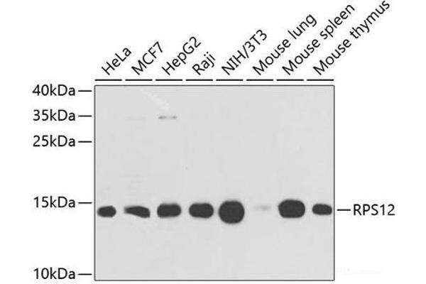 RPS12 antibody