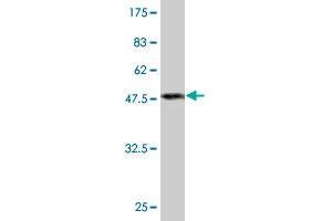 Western Blot detection against Immunogen (47. (Peroxiredoxin 2 antibody  (AA 1-198))