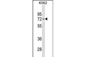 IL22RA1 Antibody (C-term) (ABIN1537292 and ABIN2838147) western blot analysis in K562 cell line lysates (35 μg/lane). (IL22 Receptor alpha 1 antibody  (C-Term))
