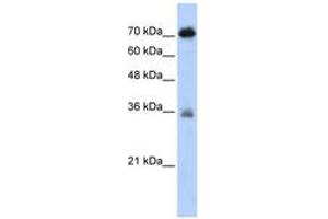 Image no. 1 for anti-NFKB Repressing Factor (NKRF) (AA 61-110) antibody (ABIN6742628) (NKRF antibody  (AA 61-110))