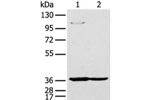 Western blot analysis of 293T and K562 cell using NUDT19 Polyclonal Antibody at dilution of 1:350 (NUDT19 antibody)