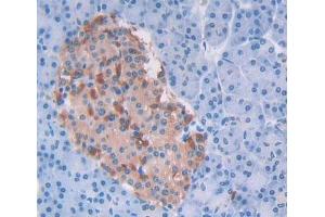 #VALUE! (EIF4H antibody  (AA 2-248))