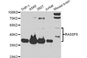 Western blot analysis of extracts of various cell lines, using RASSF5 antibody. (RASSF5 antibody  (AA 1-265))