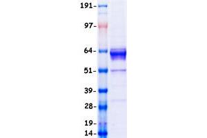 Validation with Western Blot (AMH Protein (Myc-DYKDDDDK Tag))