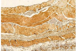 ABIN6265100 and ABIN6272929 at 1/100 staining Mouse skin tissue by IHC-P. (SKAP2 antibody  (C-Term))