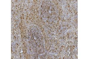 IHC analysis of Hsc70 using anti-Hsc70 antibody (ABIN7601962). (Hsc70 antibody  (AA 520-614))