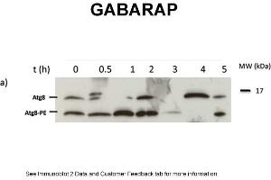 Autophagy is induced by starvationSample: Newborn M. (GABARAP antibody  (N-Term))
