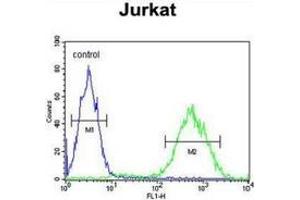Flow cytometric analysis of Jurkat cells (right histogram) compared to a negative control cell (left histogram) using PRUNE  Antibody , followed by FITC-conjugated goat-anti-rabbit secondary antibodies.