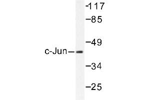 Image no. 1 for anti-Jun Proto-Oncogene (JUN) antibody (ABIN272013) (C-JUN antibody)
