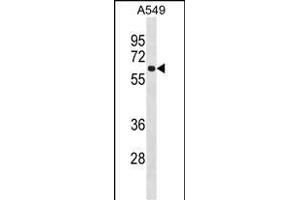 FCRL1 Antibody (C-term) (ABIN1537204 and ABIN2849932) western blot analysis in A549 cell line lysates (35 μg/lane).