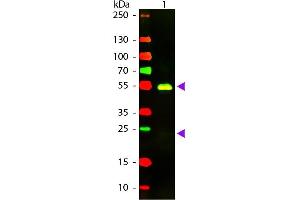 Western blot of Texas conjugated Goat F(ab’)2 Anti-Rabbit IgG Pre-Adsorbed secondary antibody. (Goat anti-Rabbit IgG (Heavy & Light Chain) Antibody (Texas Red (TR)) - Preadsorbed)