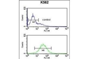 TELO2 Antibody (C-term) (ABIN651003 and ABIN2840034) flow cytometric analysis of K562 cells (bottom histogram) compared to a negative control cell (top histogram). (TELO2 antibody  (C-Term))