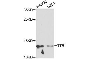 Western blot analysis of extracts of various cell lines, using TTR antibody (ABIN5970470) at 1/1000 dilution. (TTR antibody)