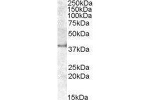 Western Blotting (WB) image for Apolipoprotein L, 6 (APOL6) peptide (ABIN369249) (Apolipoprotein L, 6 (APOL6) Peptide)
