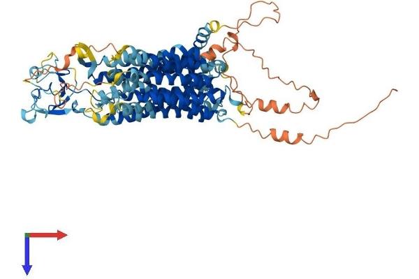 Solute Carrier Organic Anion Transporter Family, Member 3A1 (SLCO3A1) (AA 1-710) protein (His tag)