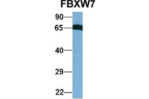 Host:  Rabbit  Target Name:  GNAS  Sample Type:  Human Fetal Heart  Antibody Dilution:  1. (FBXW7 antibody  (C-Term))