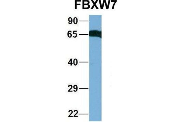 FBXW7 anticorps  (C-Term)