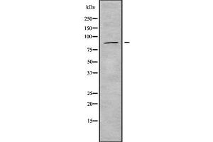 Western blot analysis of ADAM33 using HuvEc whole cell lysates (ADAM33 antibody  (Internal Region))