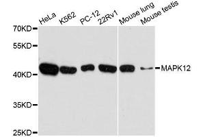 Western blot analysis of extracts of various cell lines, using MAPK12 antibody. (MAPK12 antibody  (AA 248-367))