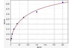 NMT1 ELISA Kit