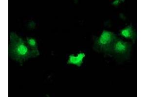 Immunofluorescent staining of COS7 cells transiently transfected by pCMV6-ENTRY STAT5A with STAT5A monoclonal antibody, clone 9F7 .