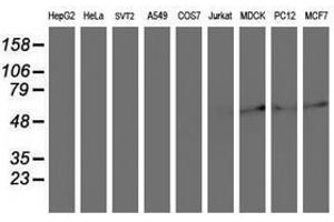 Image no. 2 for anti-Archain 1 (ARCN1) antibody (ABIN1497571) (ARCN1 antibody)