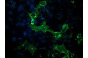 Anti-PDE2A mouse monoclonal antibody (ABIN2454149) immunofluorescent staining of COS7 cells transiently transfected by pCMV6-ENTRY PDE2A (RC207219). (PDE2A antibody)