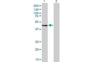 Western Blot analysis of SIRT7 expression in transfected 293T cell line by SIRT7 MaxPab polyclonal antibody.