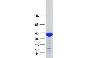 Validation with Western Blot (ARG2 Protein (Myc-DYKDDDDK Tag))