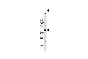 Anti-GNAI3 Antibody at 1:2000 dilution + HT-29 whole cell lysates Lysates/proteins at 20 μg per lane. (GNAI3 antibody  (AA 309-343))