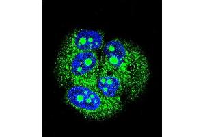 Confocal immunofluorescent analysis of MBD3L3 Antibody (C-term) (ABIN656066 and ABIN2845416) with MCF-7 cell followed by Alexa Fluor 488-conjugated goat anti-rabbit lgG (green). (MBD3L3 antibody  (C-Term))