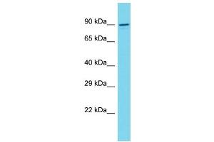Host: Rabbit Target Name: VRTN Sample Type: NCI-H226 Whole Cell lysates Antibody Dilution: 1. (VRTN antibody  (C-Term))