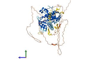 AlphaFold protein structure predicition of Human Recombinant FRMD6 Protein, UniprotID Q96NE9
