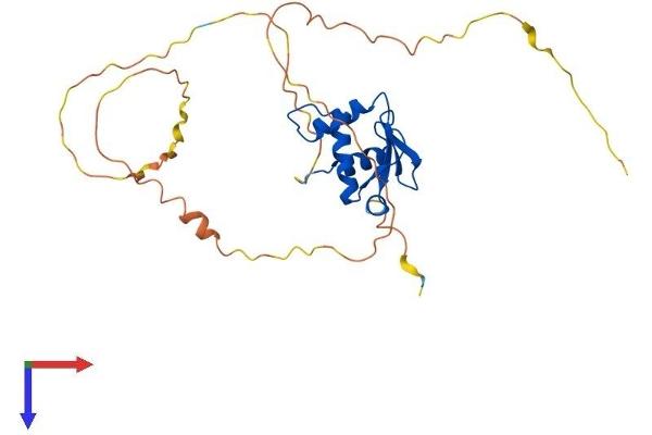SPI1 Protein (AA 1-270) (His tag)