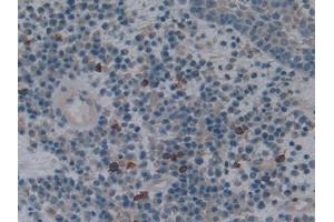 Immunohistochemistry (IHC) image for anti-Heme Oxygenase (Decycling) 1 (HMOX1) (AA 61-172) antibody (ABIN7432118)