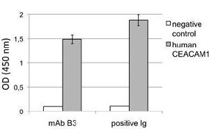 Image no. 3 for anti-Carcinoembryonic Antigen-Related Cell Adhesion Molecule 1 (CEACAM1) antibody (ABIN614760) (CEACAM1 antibody)