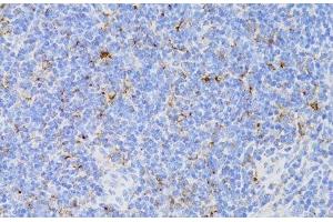 Immunohistochemistry of paraffin-embedded Mouse spleen using CD3E Antigen Polyclonal Antibody at dilution of 1:100 (40x lens). (CD3 epsilon antibody)