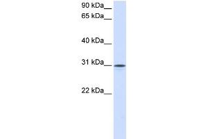 WB Suggested Anti-NPTN Antibody Titration:  0.