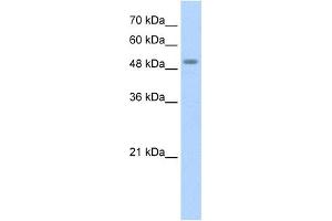 STK11 antibody used at 1. (LKB1 antibody  (N-Term))