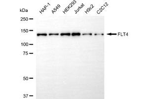 anti-Fms-Related Tyrosine Kinase 4 (FLT4) antibody