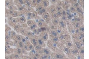 Immunohistochemistry (IHC) image for anti-Chordin (CHRD) (AA 422-635) antibody (ABIN7441952)