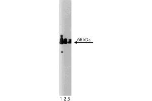 Western blot analysis of Paxillin on a human endothelial lysate. (Paxillin antibody  (AA 1-557))