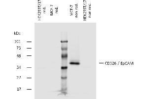 Western blotting analysis of human CD326 (EpCAM) using mouse monoclonal antibody 323/A3 on lysates of MCF-7 cell line and HEK293T/17 cell line (CD326 non-expressing cell line, negative control) under non-reducing and reducing conditions.
